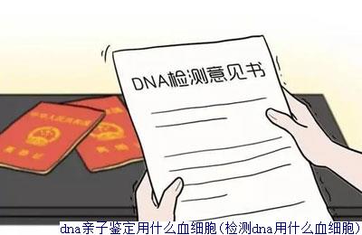 dna亲子鉴定用什么血细胞(检测dna用什么血细胞)